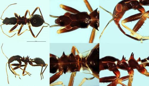 Himacerus mirmicoides